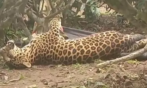 Assam: Injured leopard found at Khobong Tea Estate