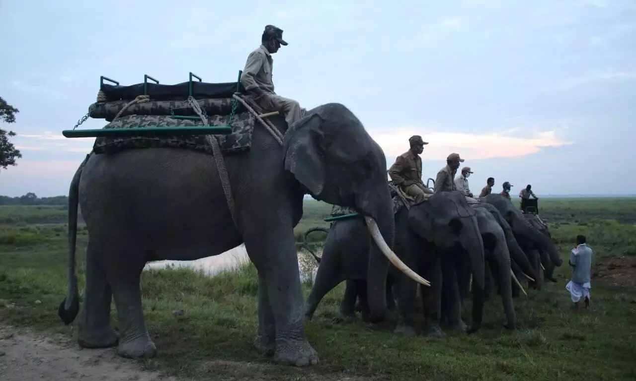 Safaris in Kaziranga to remain closed on April 6-7 due to Gaj Utsav Safaris in Kaziranga to remain closed on April 6-7 due to Gaj Utsav