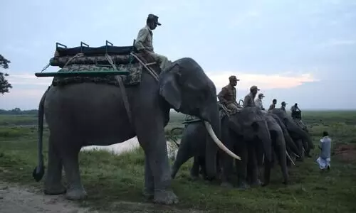 Safaris in Kaziranga to remain closed on April 6-7 due to Gaj Utsav