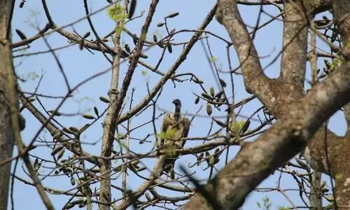 Endangered vulture family finds a safe haven in rural Lakhimpur