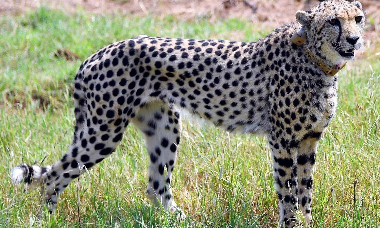 African cheetahs in MPs Kuno National Park get Indian names