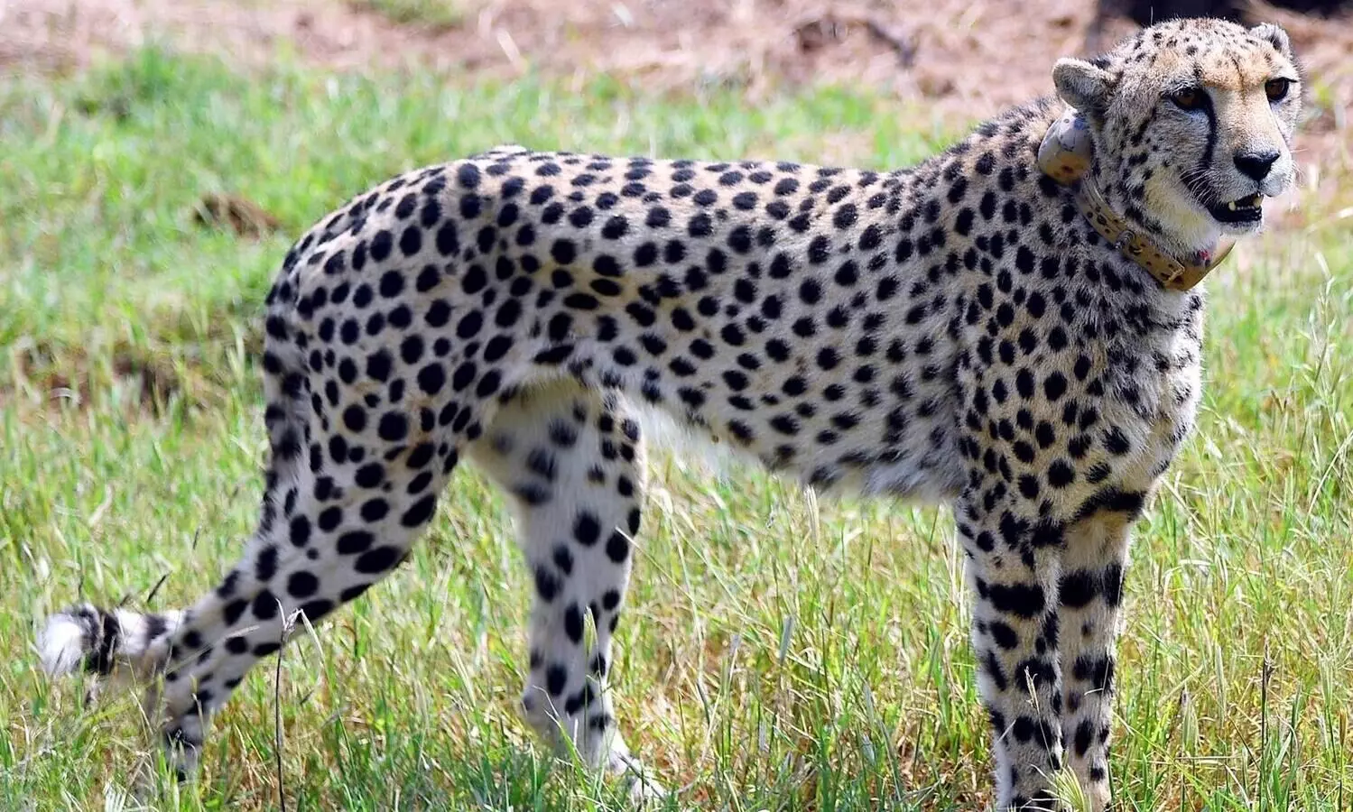 Namibian cheetah ‘Shasha’ dies in Madhya Pradesh