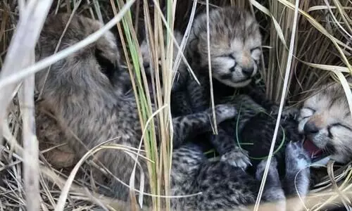 Namibian Cheetah Siyaya gives birth to four cubs at Kuno National Park