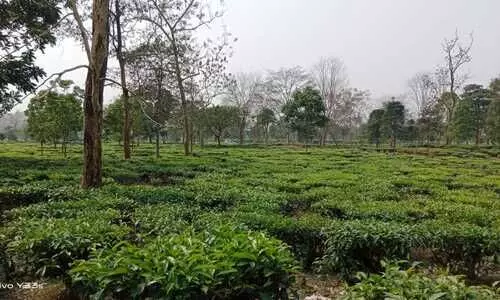 Smart Tea villages empowering Assams small tea growers