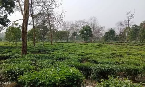 Assam tea gardens get Rs 63 crore govt assistance to tackle pandemic losses