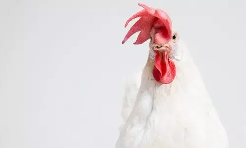 Dhubri: Balajan police seizes vehicle carrying banned broiler chicken