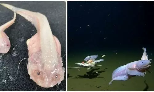 Guinness certifies worlds deepest fish found by Japan-Australia team