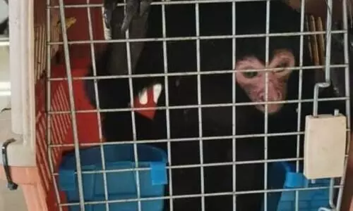 Nine exotic wildlife species recovered from Cachar, to be taken to State Zoo