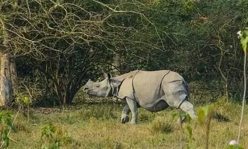 Rhino count in Kaziranga inflated, claims RTI activist; authorities deny