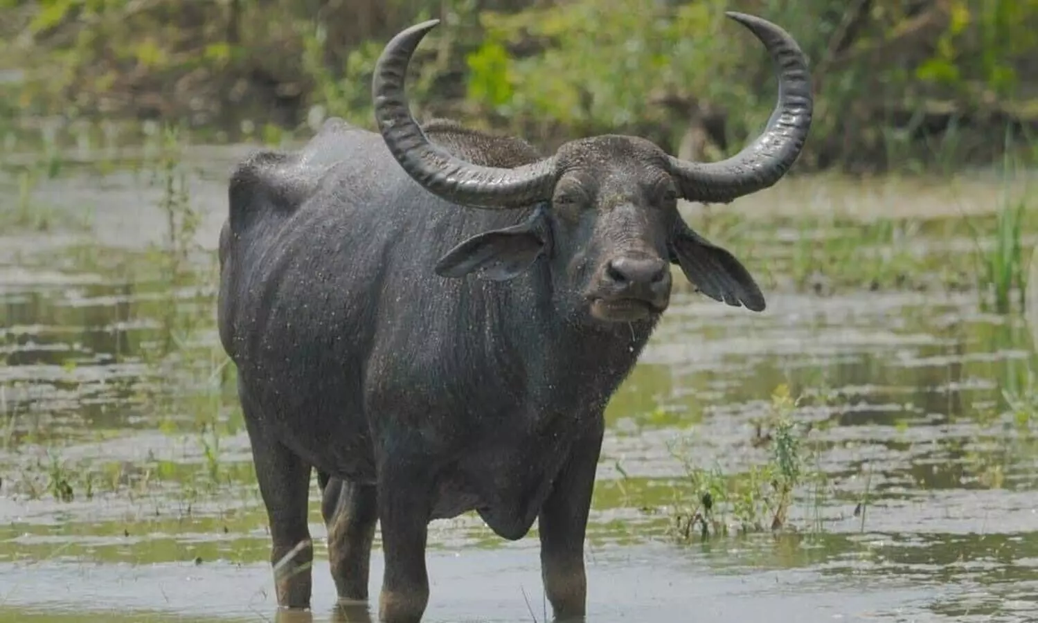 Crackdown on buffalo smuggling: Assam police foils several attempts