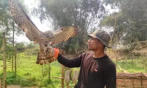 Rare eagle found in Hukonguri Tea Estate in Tinsukia district