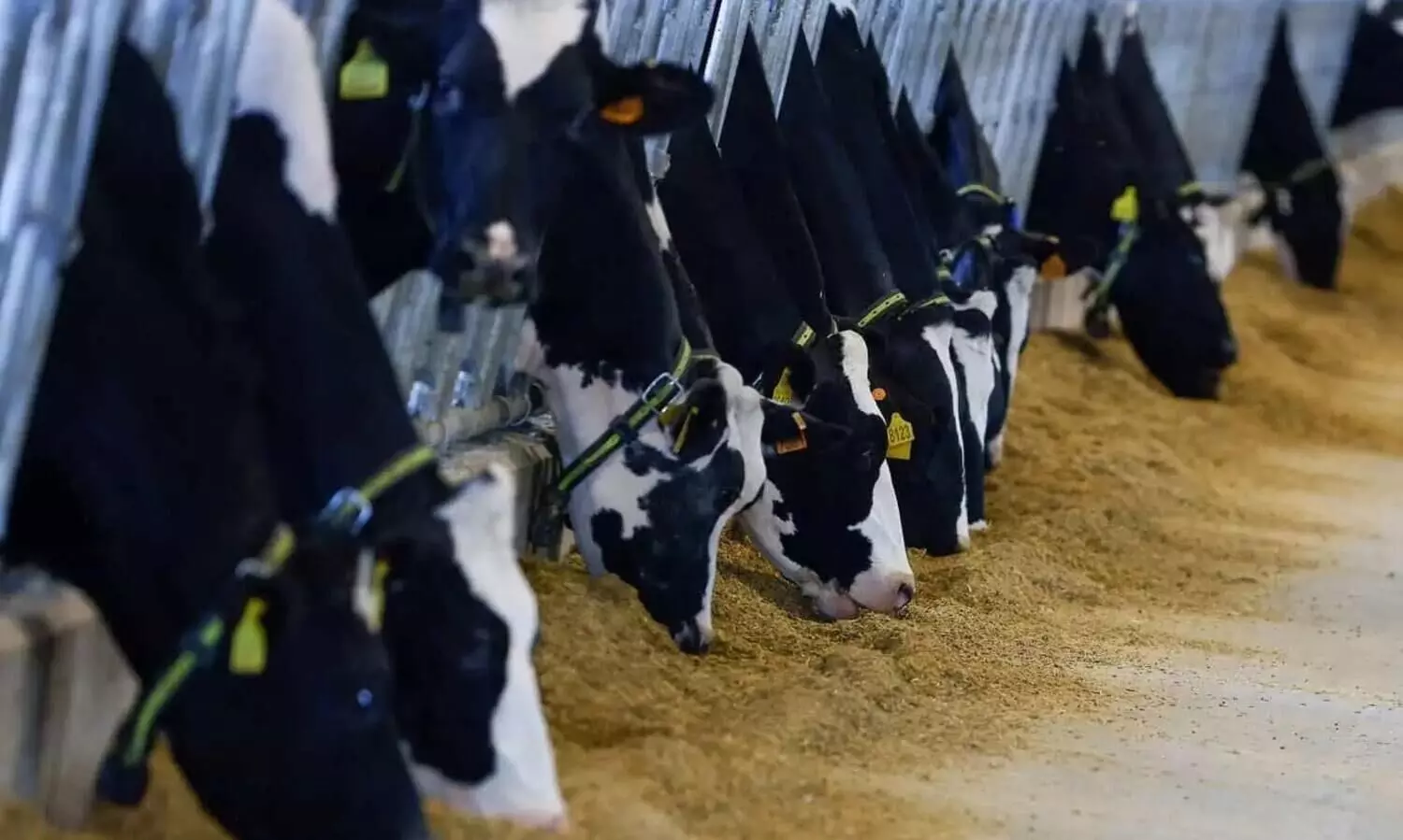 Assam: 31 cattle rescued in Biswanath