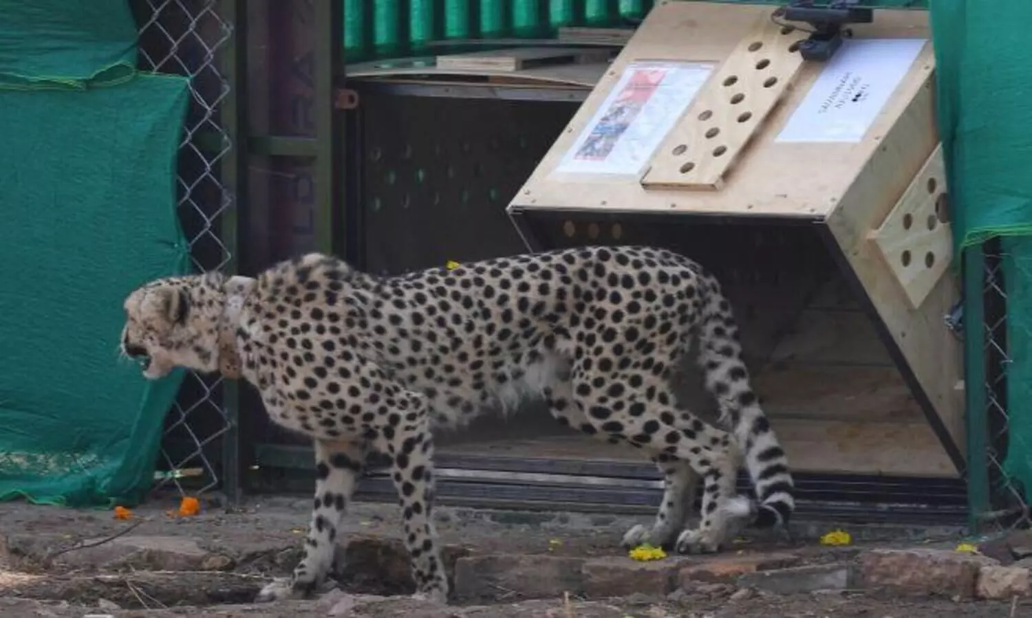 2nd cheetah death at MPs Kuno within month raises questions over officials efficiency