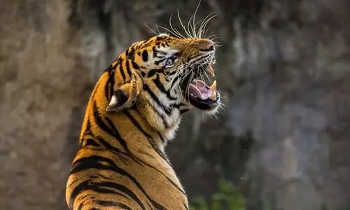 Centre issues red alert against poaching gangs active in tiger reserves