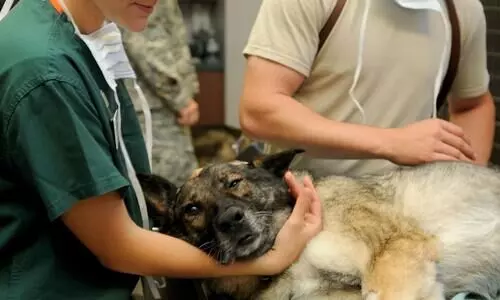 Animal lovers stress on need for round-the-clock vet centres in Guwahati