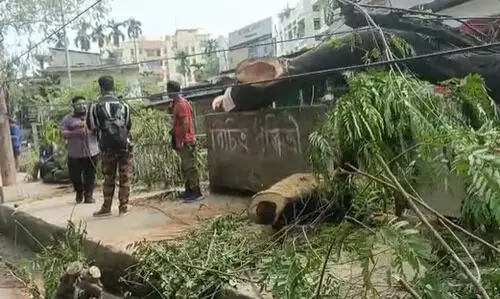 Guwahati: Zoo Road residents upset over felling of trees