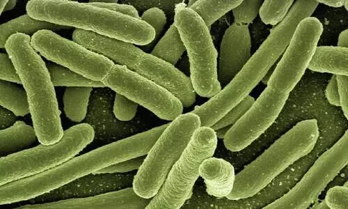 Climate change increasing risk of new emerging viruses, infectious diseases in India: experts