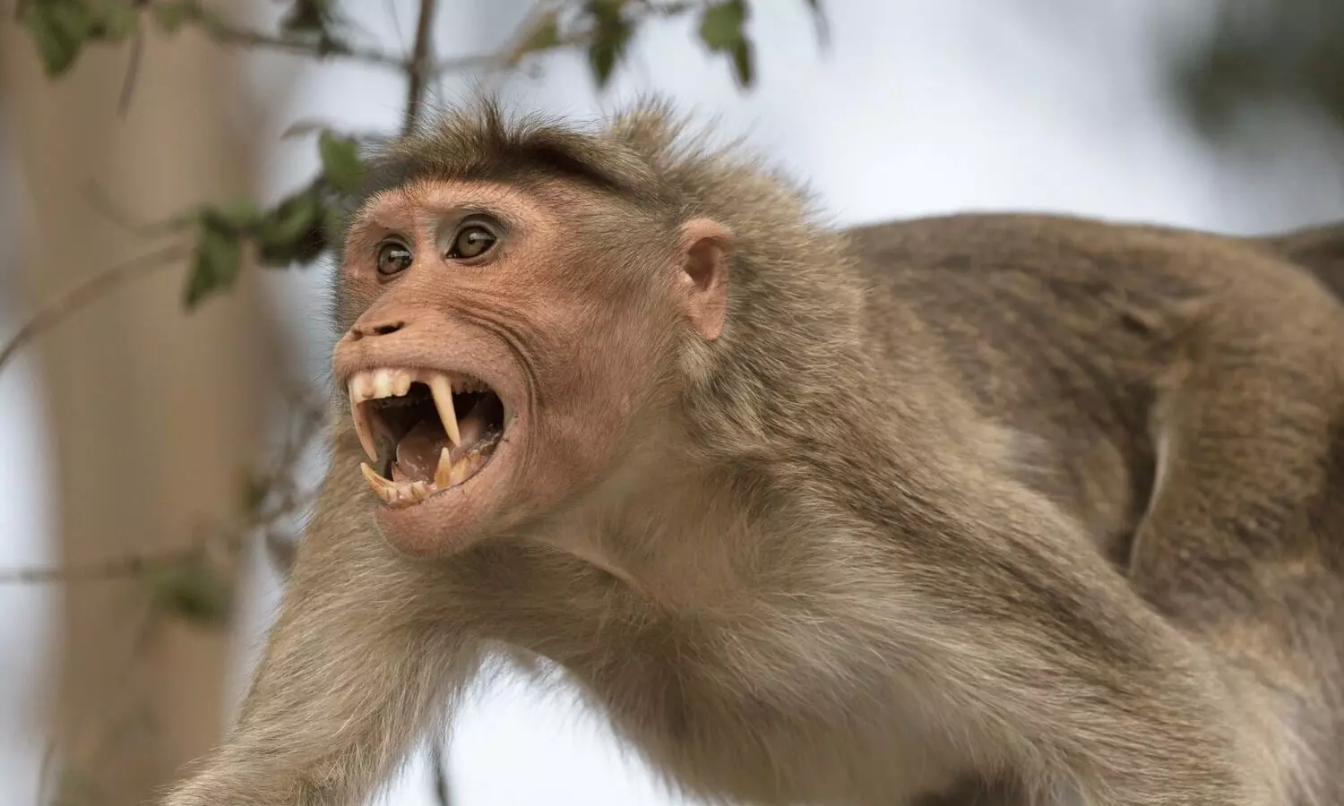 Monkeys chase man to death in UP