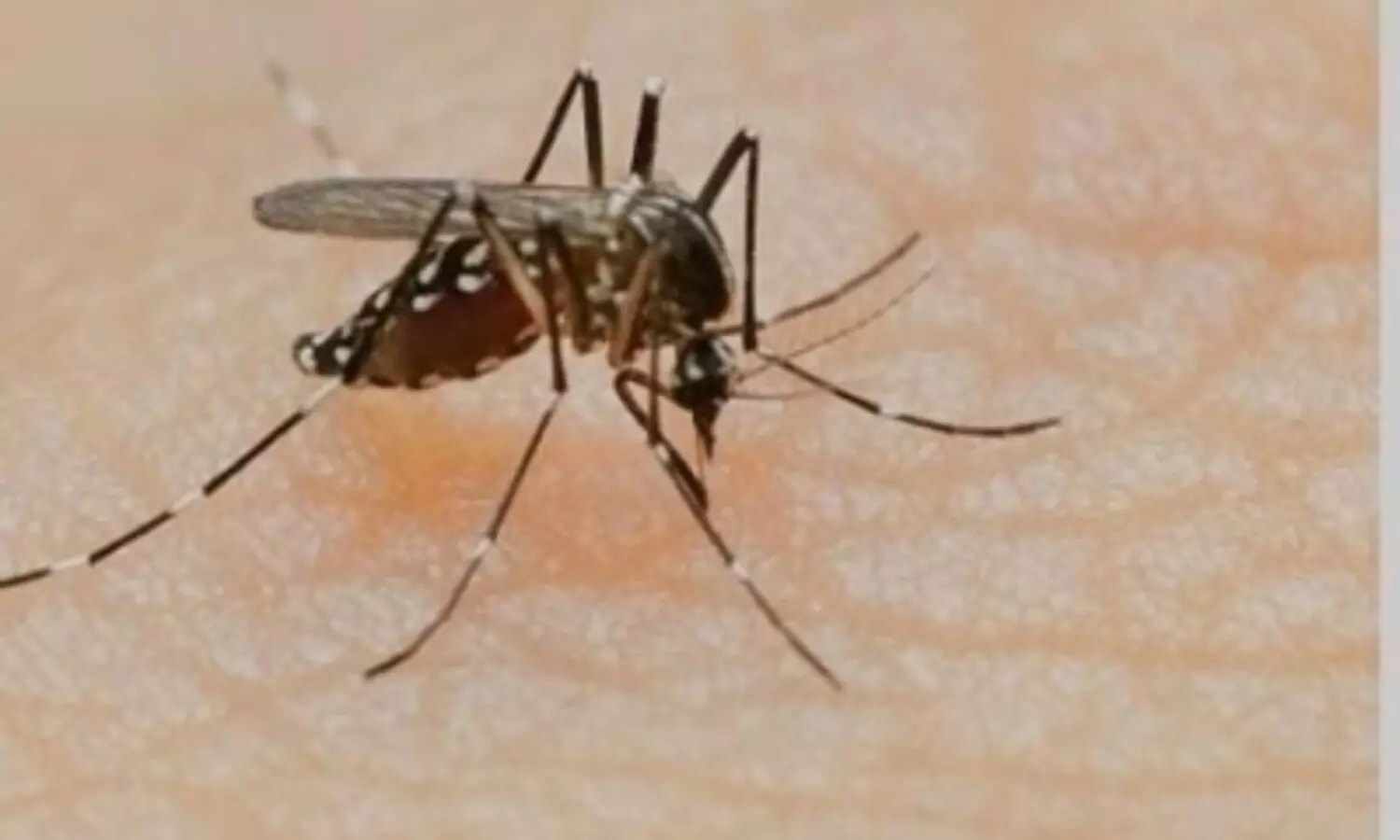 Deadly dengue reaches epidemic proportion in Sri Lanka