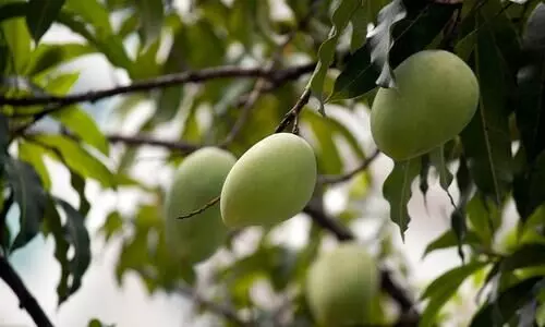 Malihabad mango variety named after PM Modi