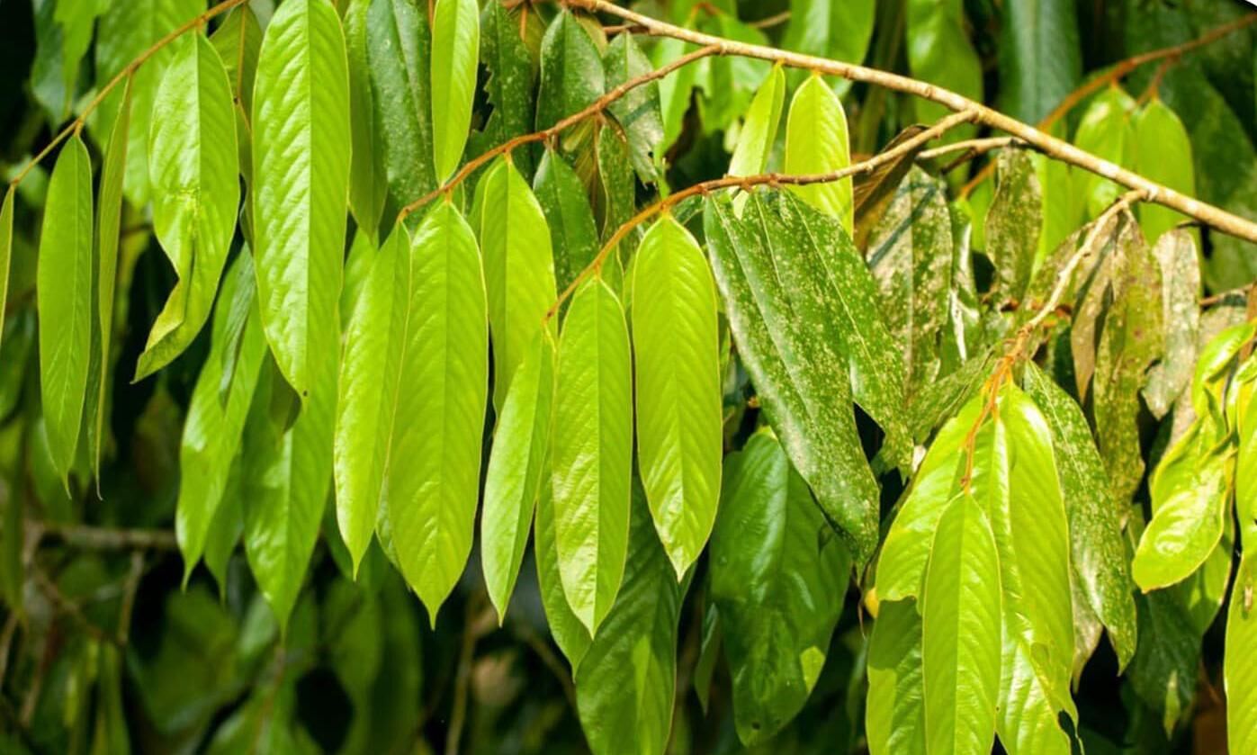 researchers-discover-new-species-of-tree-in-arunachal-pradesh