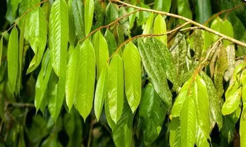 Researchers discover new species of tree in Arunachal Pradesh