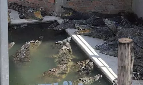 Cambodia crocodile farmer torn apart after falling into reptile enclosure