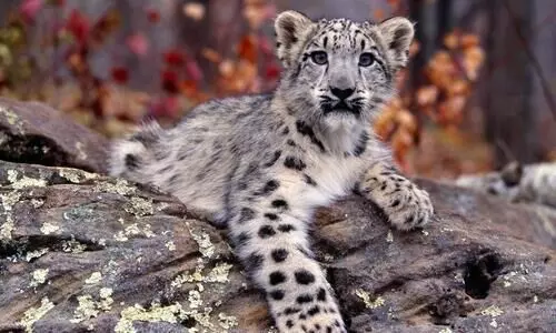 Darjeeling zoo welcomes 5 snow leopard cubs