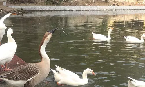 How urban ponds can revive the ecosystem of Guwahati
