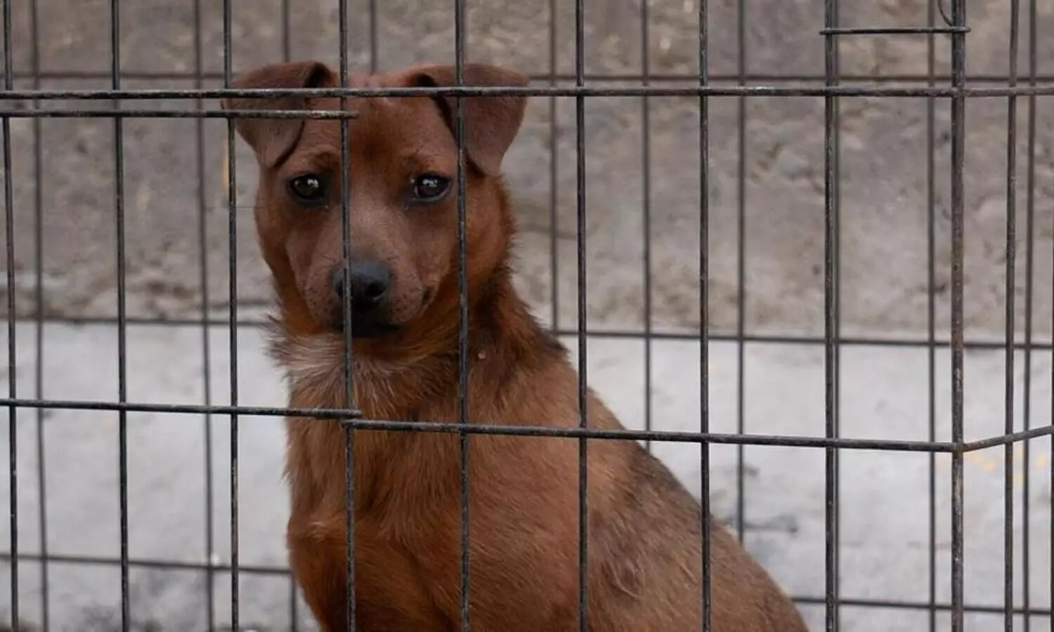 HC sets aside Nagaland government order banning dog meat