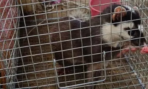 Cachar Forest officials rescue ferret badger from Assam Mizoram border