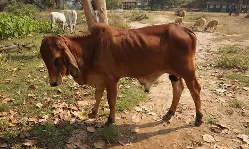 Fourteen Burmese cows seized in Assam-Mizoram border, two held
