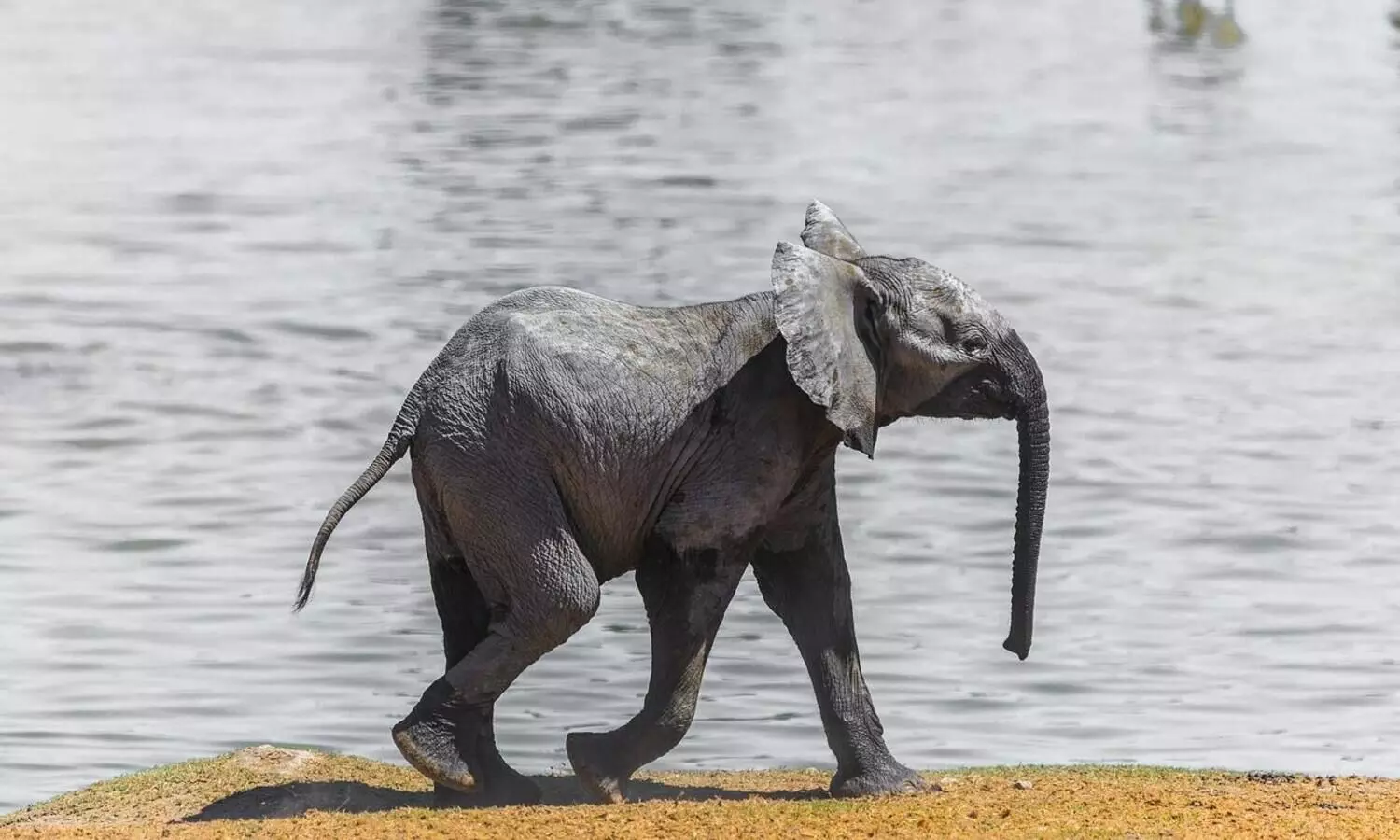 Elephant calfs carcass recovered from drain in Udalguri