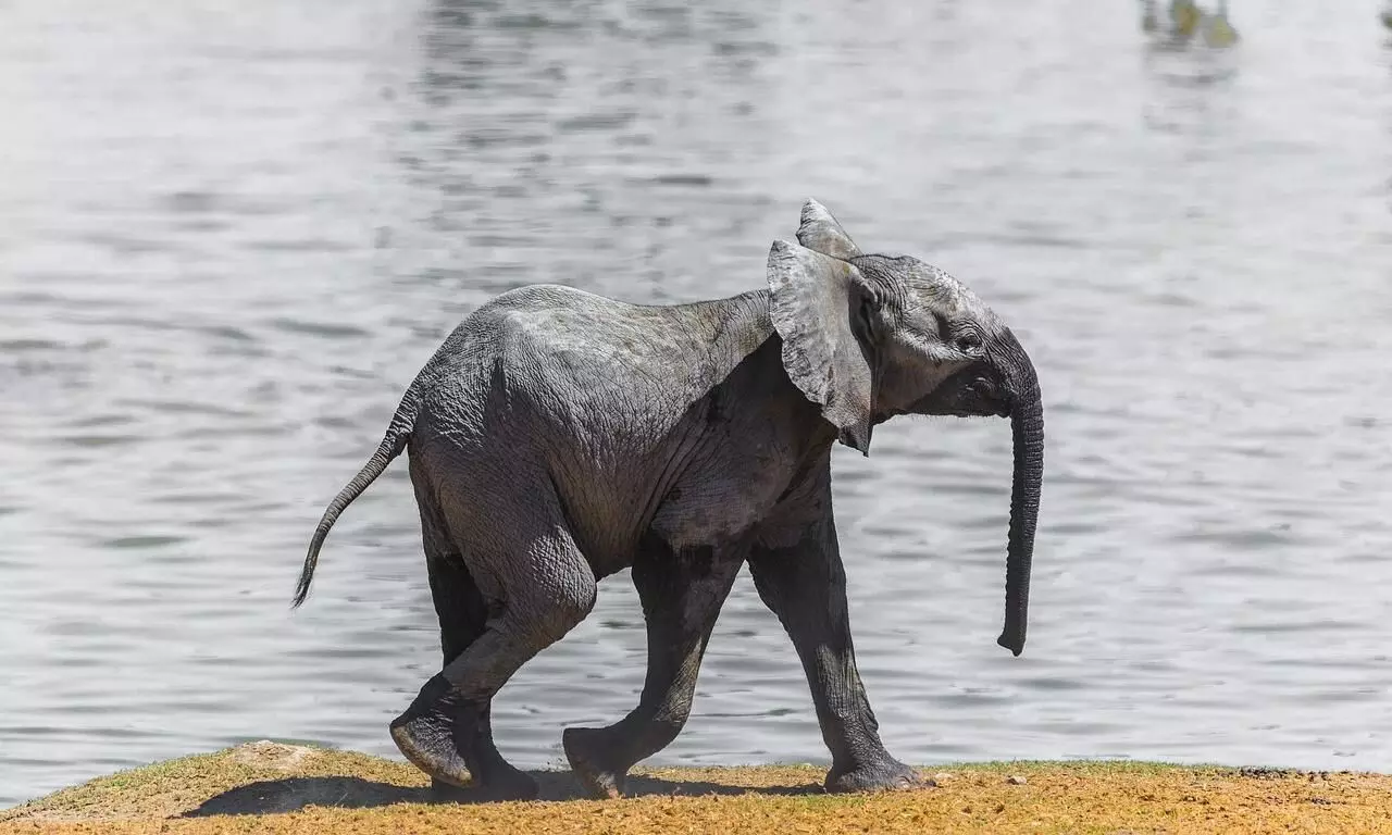 Elephant calfs carcass recovered from drain in Udalguri Elephant calfs carcass recovered from drain in Udalguri