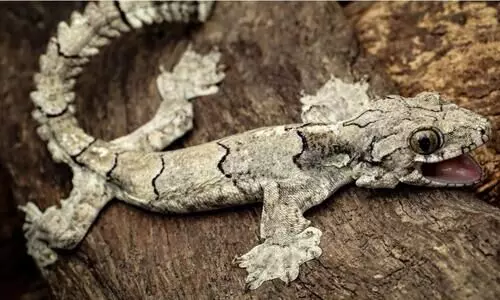 New species of flying geckos discovered in Mizoram