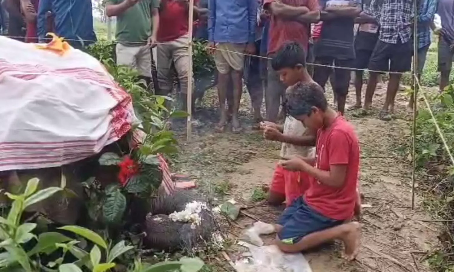 Assam: Carcass of elephant found in Numaligarh