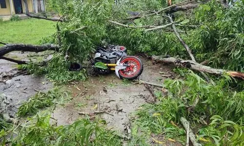 Assam: Pillion rider dies after uprooted tree falls on him