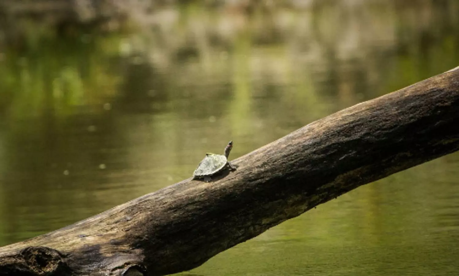 Tripura forest department to conduct turtle survey at Matabari lake