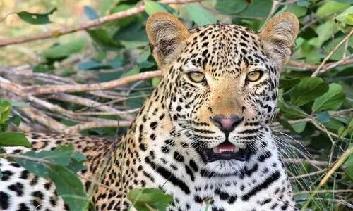 Assam: Leopard on the loose in Guwahati, citizens put on alert