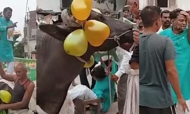 RJD leader falls off buffalo while celebrating party formation day in Bihar RJD leader falls off buffalo while celebrating party formation day in Bihar