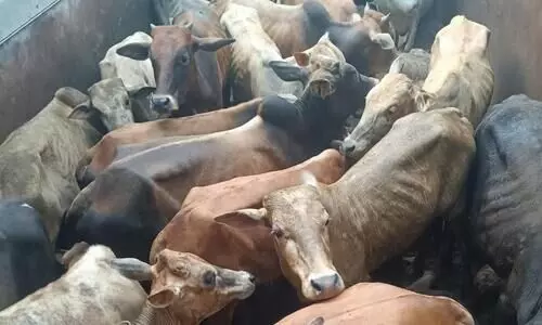 Illegal Cattle syndicate thrives in South Kamrup despite govt crackdown