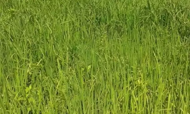 Deficient rainfall, lower sowing to push rice prices higher Deficient rainfall, lower sowing to push rice prices higher