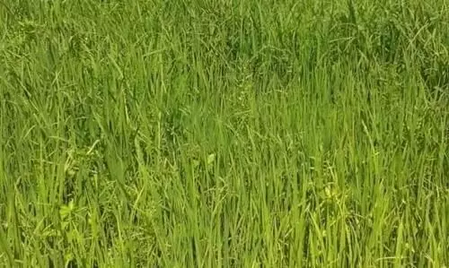 Deficient rainfall, lower sowing to push rice prices higher