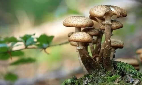 3 found dead in IBBR premises, suspected to have consumed wild mushroom: Police