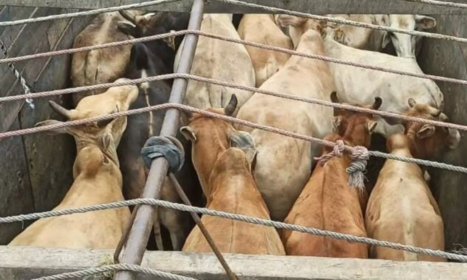 Guwahati Police foils two cattle smuggling attempts, 112 cattle heads rescued