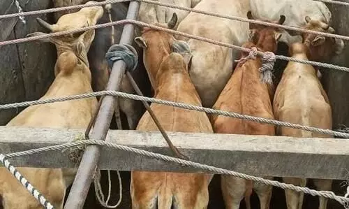 Guwahati Police foil cattle smuggling bid, 67 live cattle rescued
