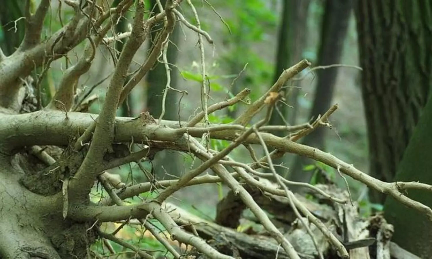 Assam: Massive tree collapses in Lakhimpur, several injured