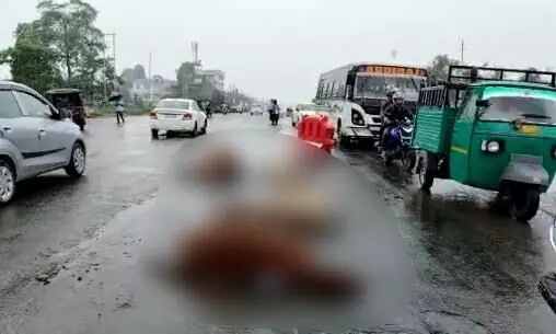 NH 37 becomes death knell for cattle heads in Jorhat NH 37 becomes death knell for cattle heads in Jorhat