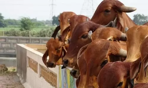 Three Bangladeshi cattle smugglers caught in Cachar