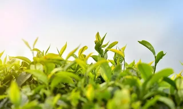 Assam: Tea Estate worker accidentally enters roller machine, loses leg Assam: Tea Estate worker accidentally enters roller machine, loses leg